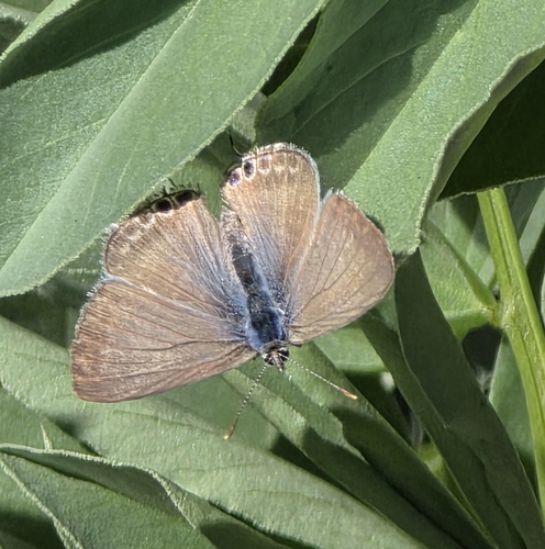 Pea Blue