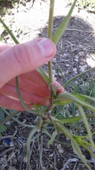 Tragopogon dubius