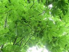 Aesculus turbinata