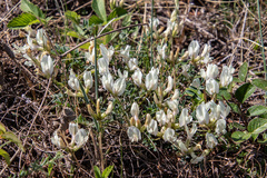 Astragalus ionae