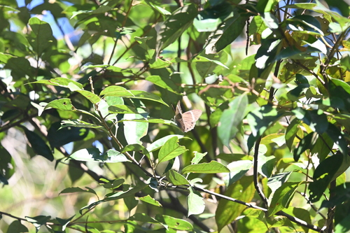 Straight-banded Treebrown