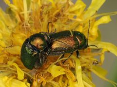 Cryptocephalus sericeus