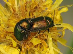 Cryptocephalus sericeus