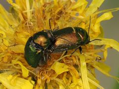 Cryptocephalus sericeus