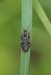 Cantharis obscura