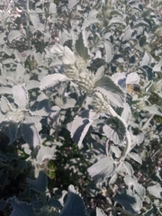 Marrubium incanum