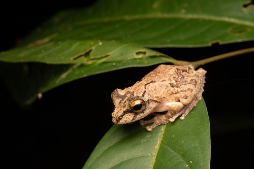 Kurixalus chaseni observed 2026-09-03