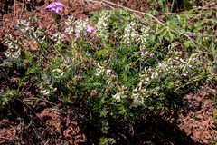 Astragalus kaufmannii