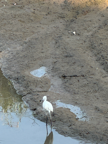 Little Egret