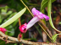 Drymonia conchocalyx