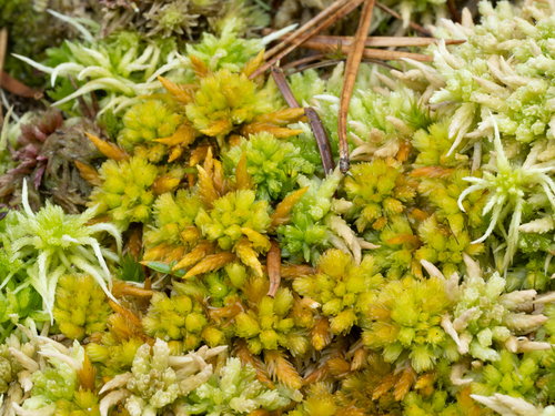 Sphagnum compactum observed 2026-10-04