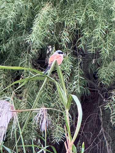 Long-tailed Shrike