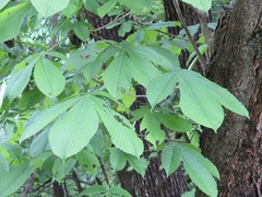 Aesculus turbinata