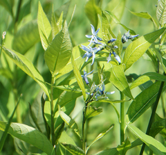 Amsonia illustris