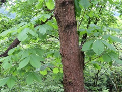 Aesculus turbinata