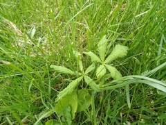 Aesculus hippocastanum