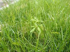 Aesculus hippocastanum