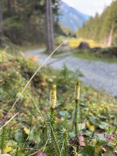 interrupted clubmoss