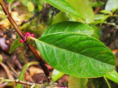 Drymonia conchocalyx