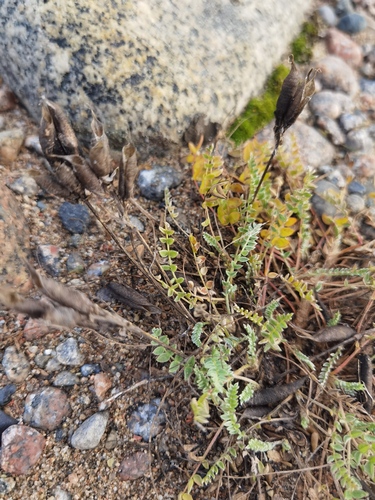 Oxytropis campestris, 2026-09-30