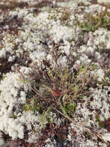 Oxytropis campestris, 2026-10-01