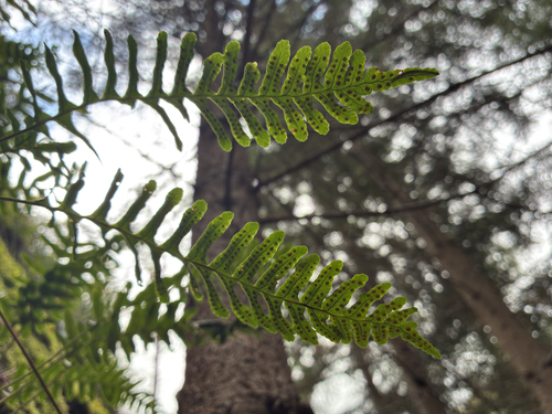 common polypody