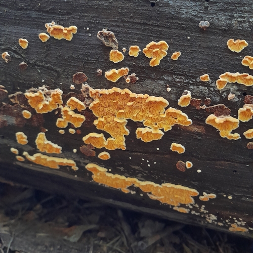 Pseudomerulius aureus observed 2026-10-07