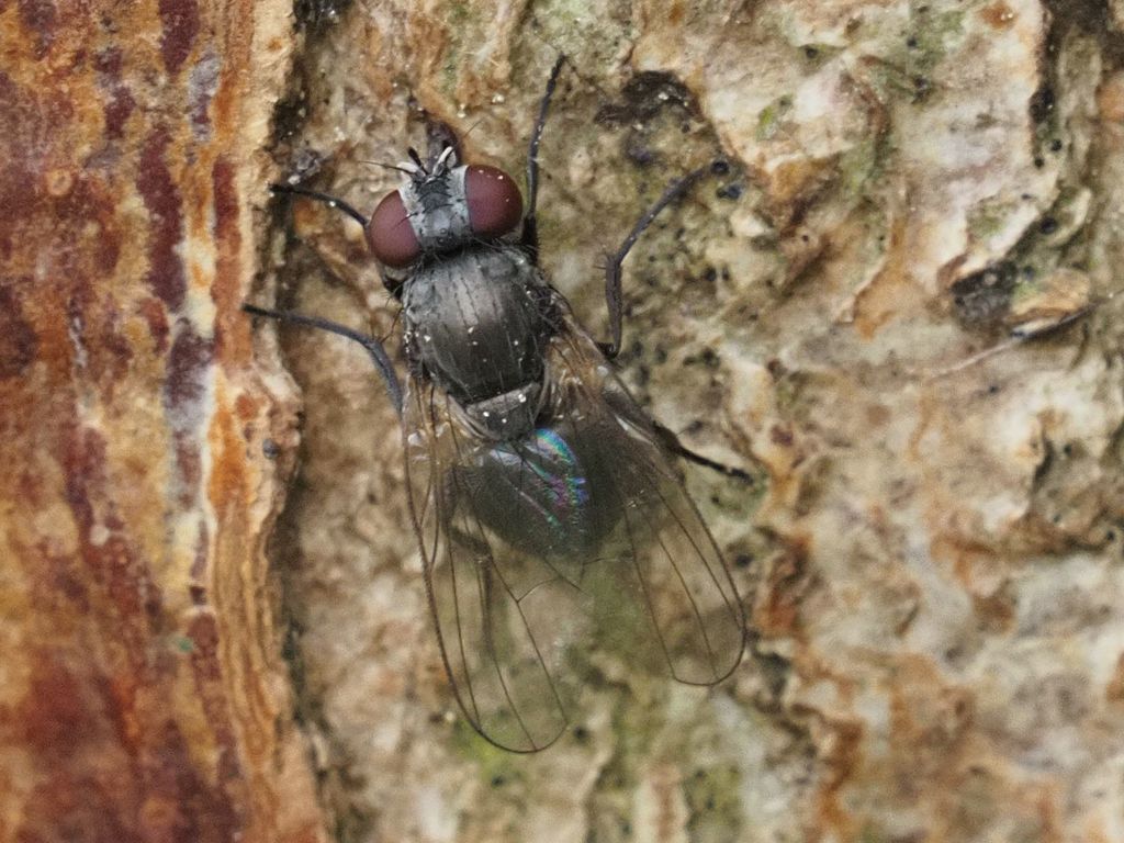 Fannia armata