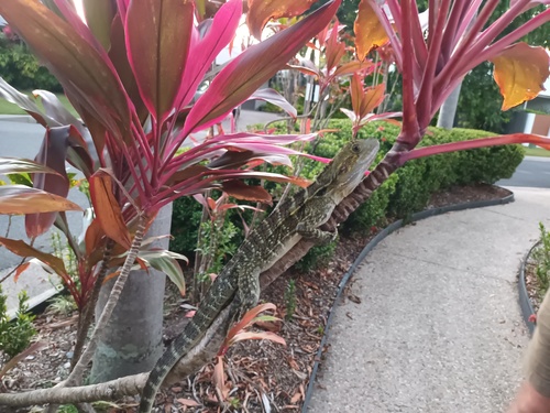 Australian Water Dragon