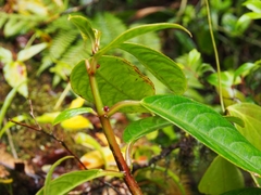 Drymonia conchocalyx