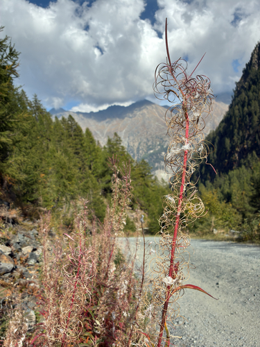 fireweed