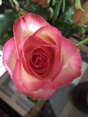 Rosa