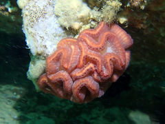 Sycozoa cerebriformis