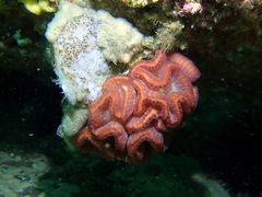 Sycozoa cerebriformis