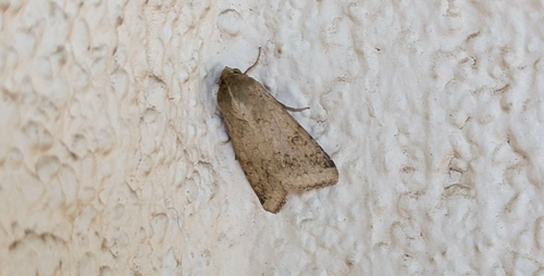 Cotton Bollworm Moth