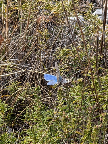 Adonis Blue