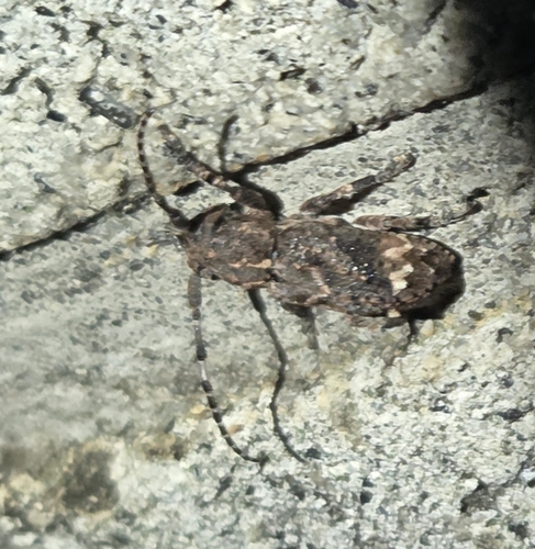 Pterolophia observed 2026-10-07