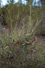 Acacia continua