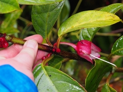 Drymonia conchocalyx