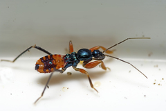 Ectomocoris patricius