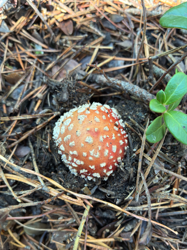Fly Agaric