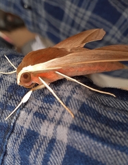 Theretra alecto