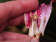 Drymonia conchocalyx