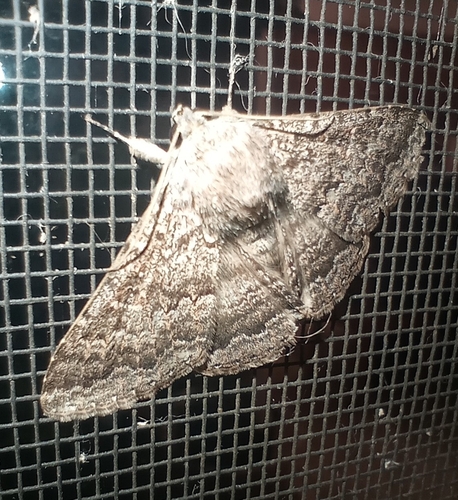Lawson's Night Moth