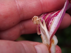 Drymonia conchocalyx