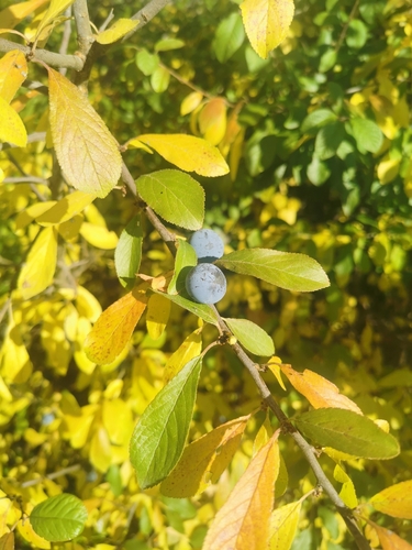 Blackthorn