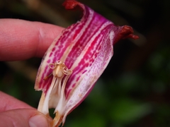 Drymonia conchocalyx