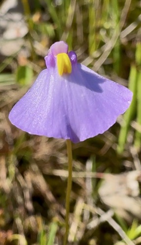 Utricularia dichotoma, 2026-10-07