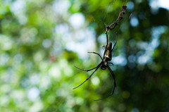 Trichonephila antipodiana