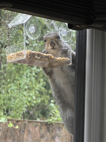 Eastern Gray Squirrel